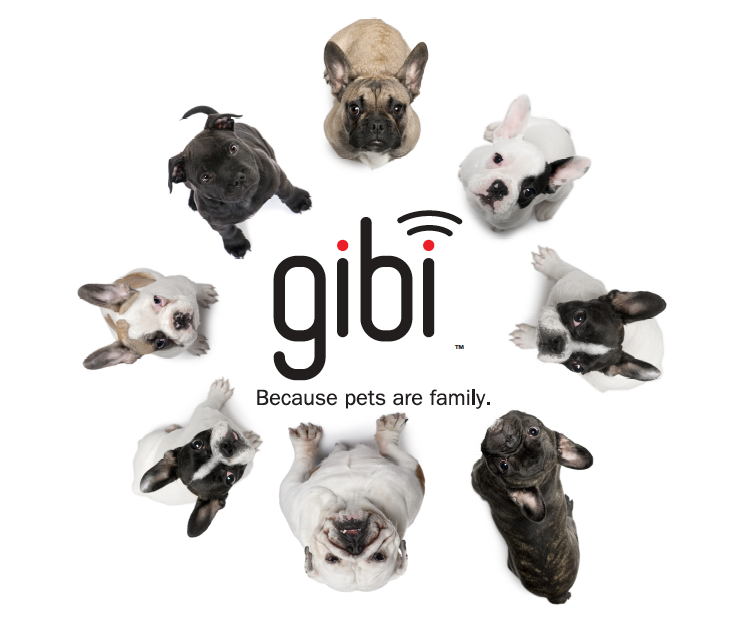 gibi dog