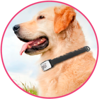 Gibi Pet GPS Trackers Attach to Your Dogs Existing Collar or Harness