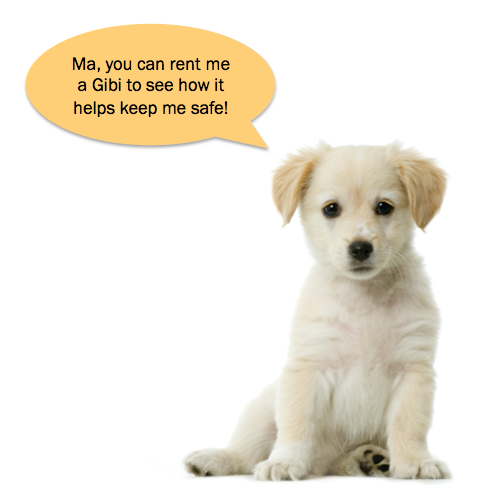 gibi dog